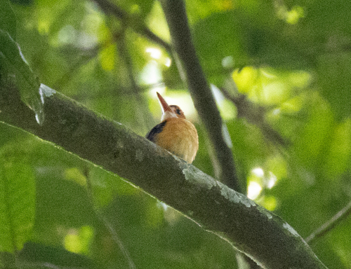 African Dwarf Kingfisher (Ispidina lecontei), photo 3