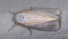 Cryptophasa flavolineata
