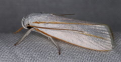 Cryptophasa flavolineata