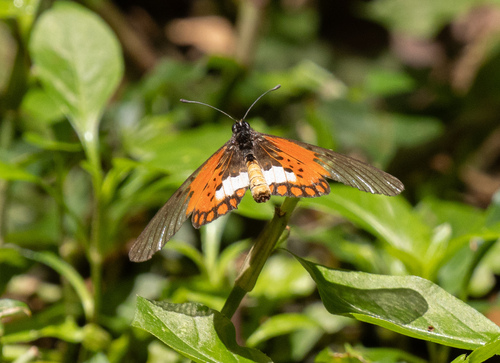 Acraea leucographa