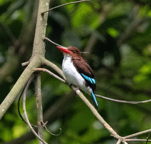 Chocolate-backed Kingfisher (Halcyon badia), photo 4