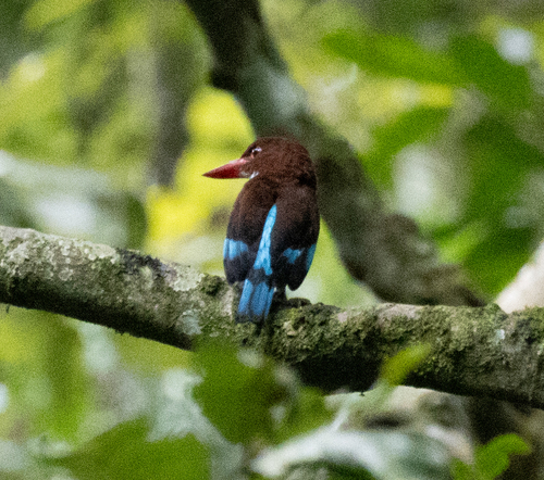 Chocolate-backed Kingfisher (Halcyon badia), photo 3