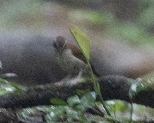 Brown-chested Alethe (Chamaetylas poliocephala), photo 7