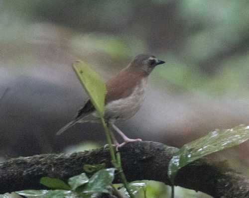 Brown-chested Alethe (Chamaetylas poliocephala), photo 6