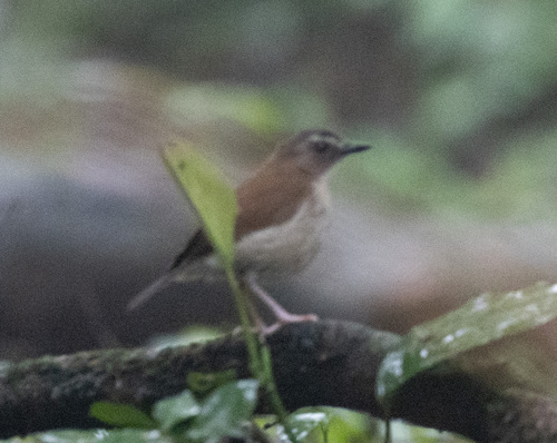 Brown-chested Alethe (Chamaetylas poliocephala), photo 2