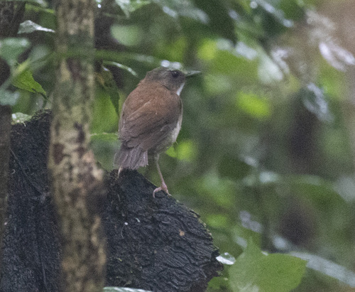Brown-chested Alethe (Chamaetylas poliocephala)