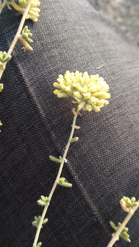 Achillea eriophora