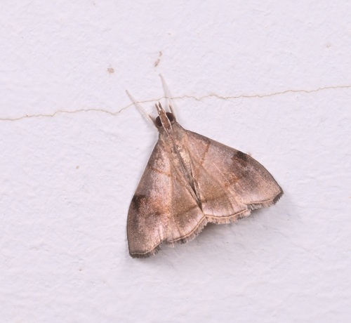Hemiscopis cinerea