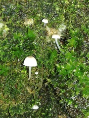 Fungi