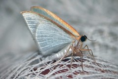 Poecilasthena oceanias