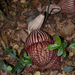 Pararistolochia - Photo (c) Andreas Gisel, some rights reserved (CC BY-NC), uploaded by Andreas Gisel