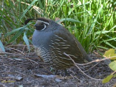 Callipepla californica