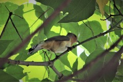 Coccycua pumila