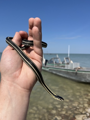 Plains Garter Snake