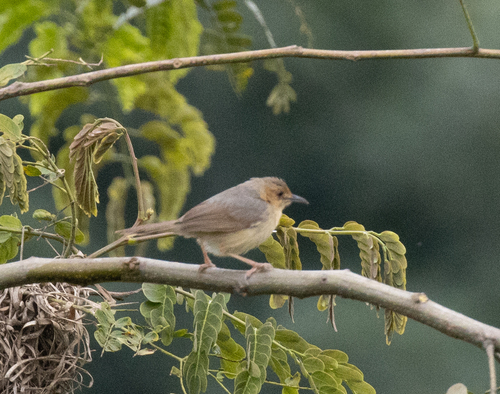 Red-faced Cisticola (Cisticola erythrops), photo 10