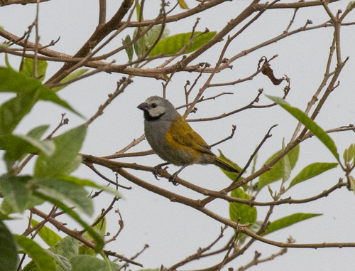 Grey-headed Oliveback (Delacourella capistrata), photo 1