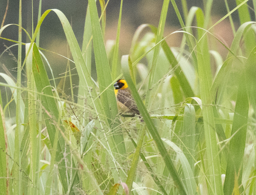 Compact Weaver (Pachyphantes superciliosus), photo 7