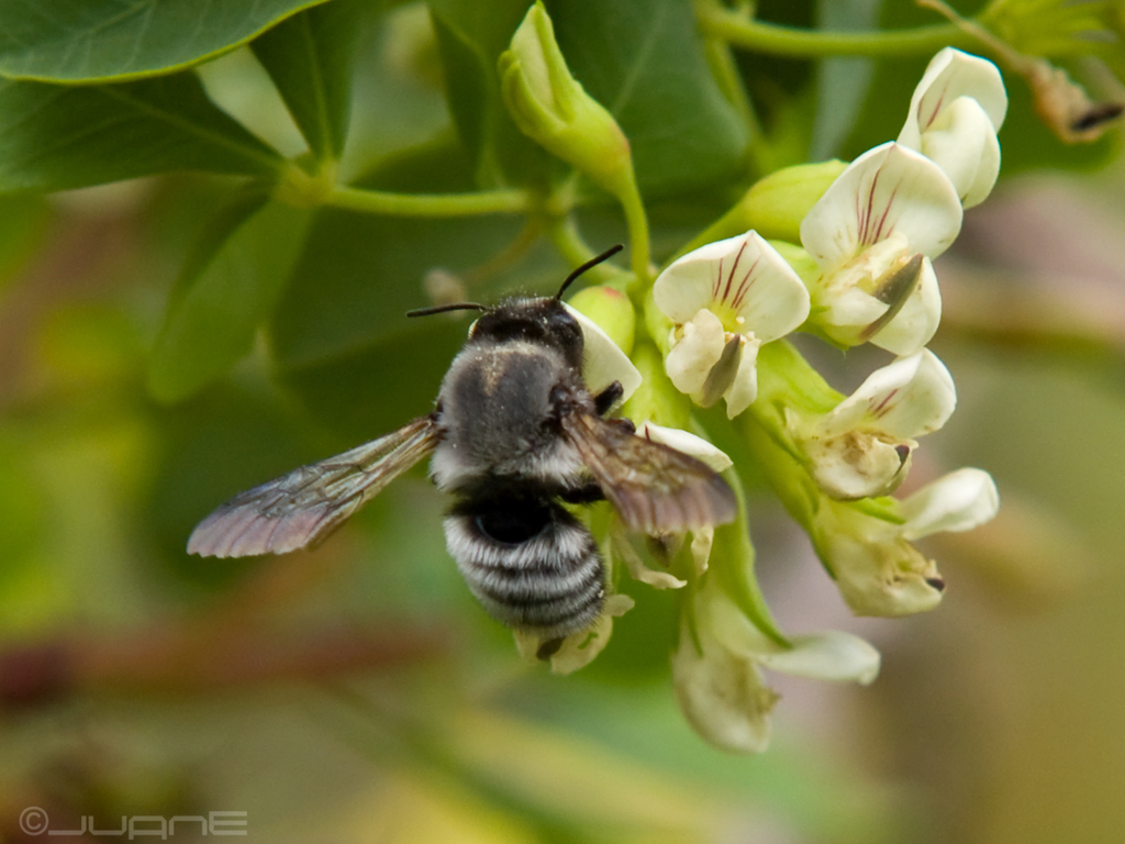 Megachile canescens