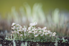 Cladonia botrytes