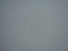 Leucogeranus leucogeranus