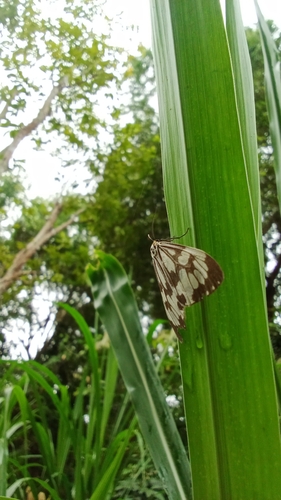 Marbled White Moth