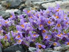 Linaria alpina alpina