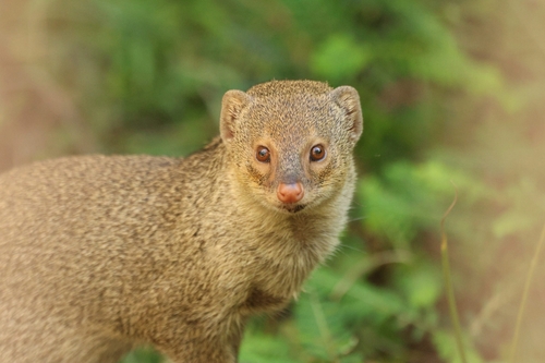 Small Indian Mongoose photographed in Illinois