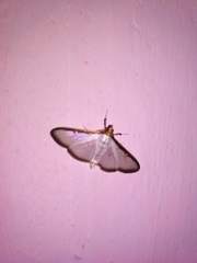 Cydalima