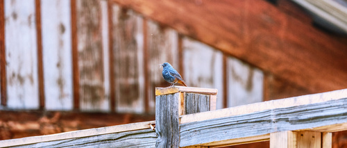 Plumbeous Water Redstart