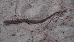 Elgaria multicarinata multicarinata