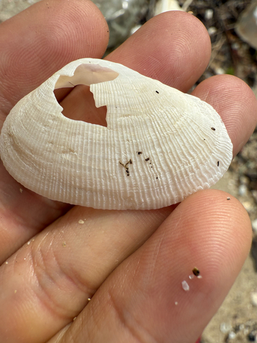 Meropesta nicobarica observed 2025-09-11