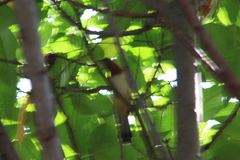 Coccycua pumila