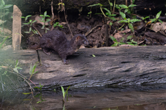 Indonesian Mountain Weasel photo 2