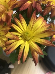 Chrysanthemum