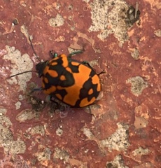 Pachycoris