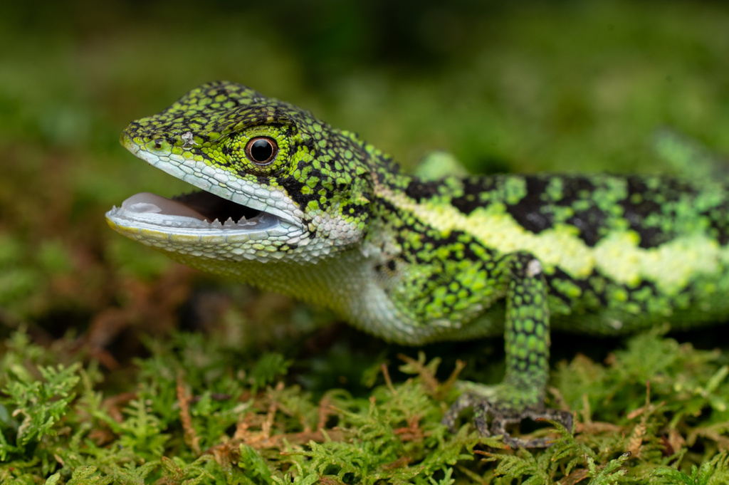 Short-Legged Japalure