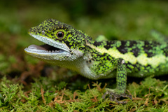 Short-Legged Japalure photo 1