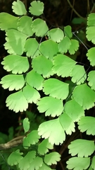 Adiantum amplum