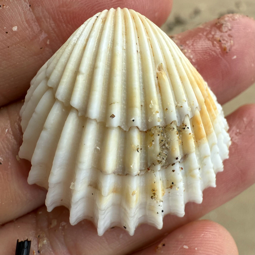 Vepricardium sinense observed 2025-09-11