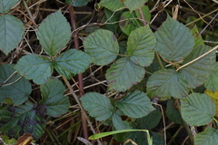 Rubus warrenii