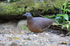 Crypturellus obsoletus