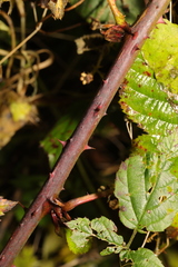 Rubus warrenii
