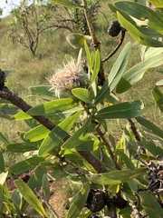 Protea gaguedi