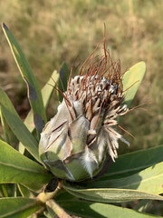 Protea gaguedi