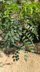 Leucaena retusa
