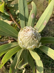 Protea gaguedi