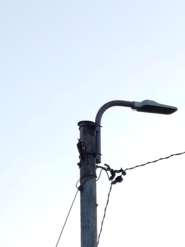 Great Spotted Woodpecker