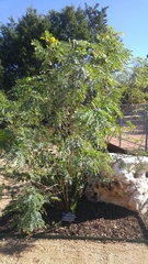 Leucaena retusa