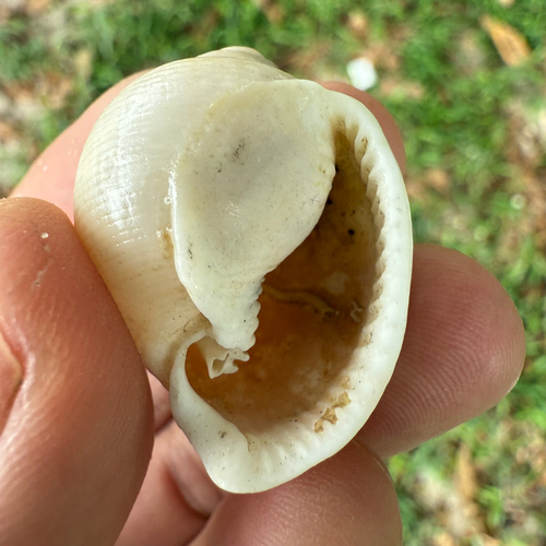 Phalium bisulcatum bisulcatum, 2025-09-11