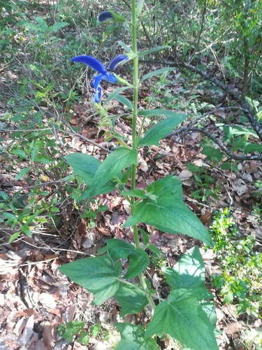 Image of Salvia patens by (c) Erick Vélez Sánchez, some rights reserved (CC BY)